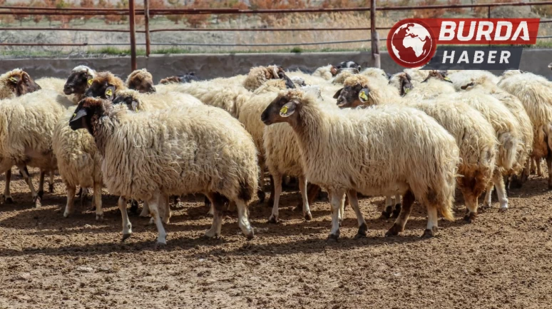 Iğdır’da otomobil hayvan sürüsüne çarptı: 25 koyun telef!