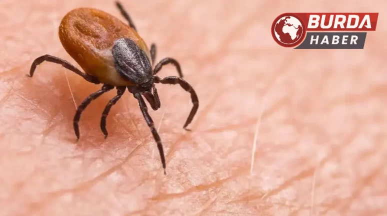 Çorum Alaca'da kenenin ısırdığı adam hayatını kaybetti.