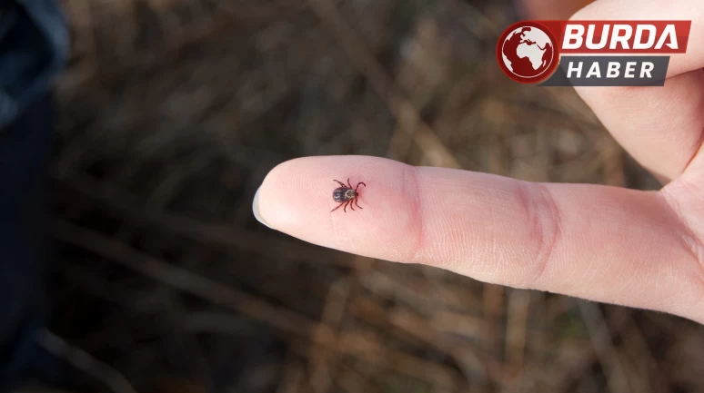Doğada bulunurken kene popülâsyonuna dikkat edilmeli!