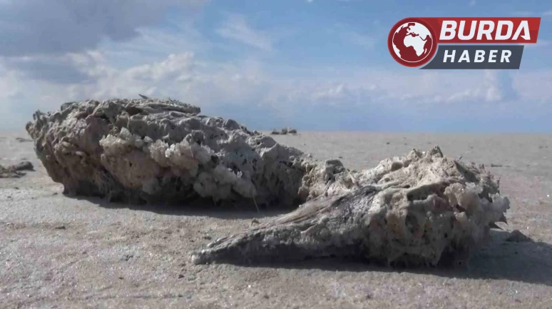 Tuz Gölü’nde yüzlerce flamingonun ölü olarak bulunması endişe yarattı.