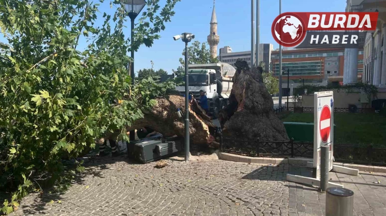 Tarihi Kemeraltı Çarşısı girişindeki asırlık çınar devrildi