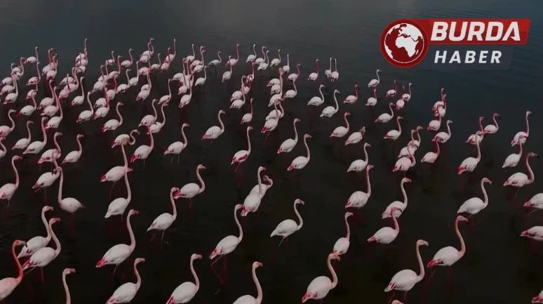 Aslan: "Allı turnalar selam getirmeye başladı"