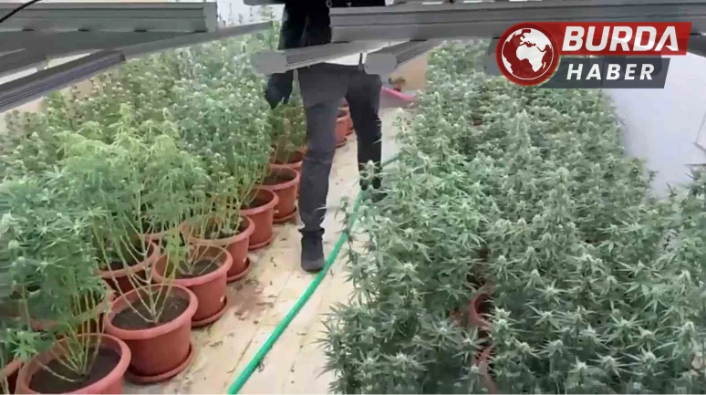 İzmir'de villayı kenevir bahçesine çevirmişler
