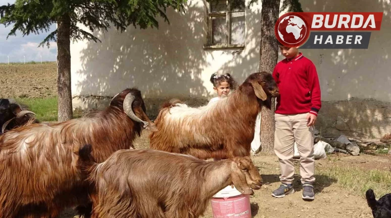 Boş vakitlerinde çobanlık yapan Emir, sınavdan 500 tam puan aldı.
