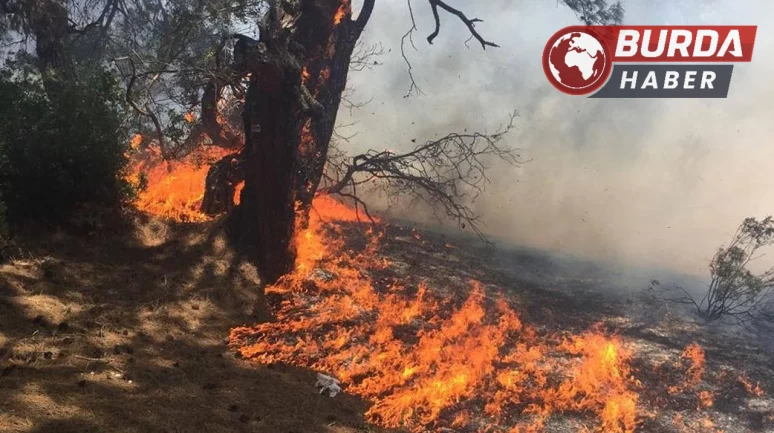 Antalya’nın Muratpaşa ilçesi Lara bölgesinde orman yangını!