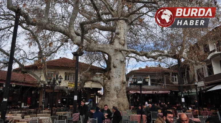 Asırlık çınarın dalı kalabalığın üzerine düştü: 1 kişi yaralandı