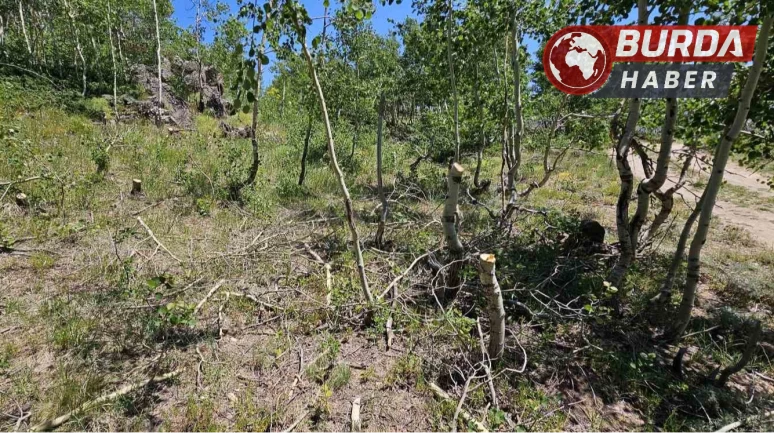 Nemrut Kalderası’nda ağaç katliamı yapmışlar.