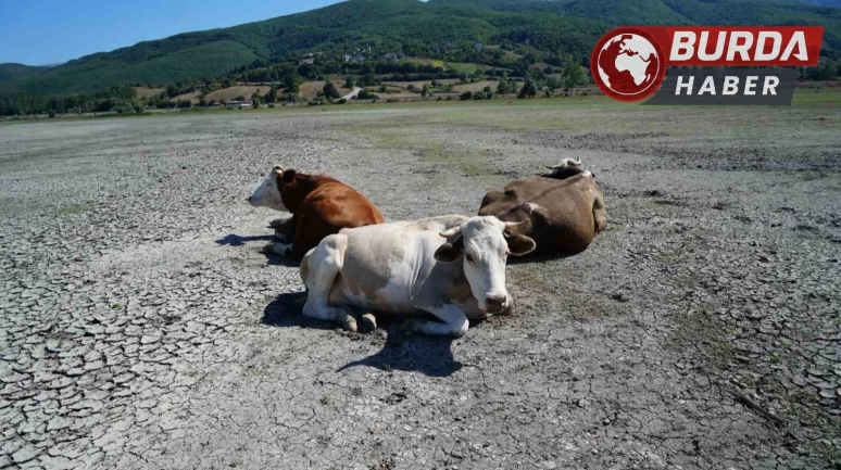 Kuraklığın görüntüsü: Ladik Gölü’nde inekler otlamaya başladı.