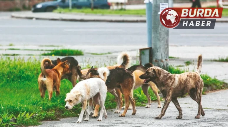 Beykoz’da 6 yaşındaki çocuğa başıboş sokak köpekleri saldırdı.