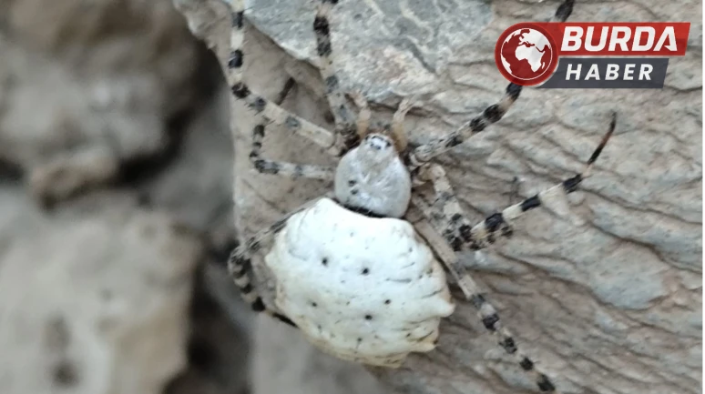 Hakkari’de dünyanın en zehirli örümceklerinden biri görüldü.