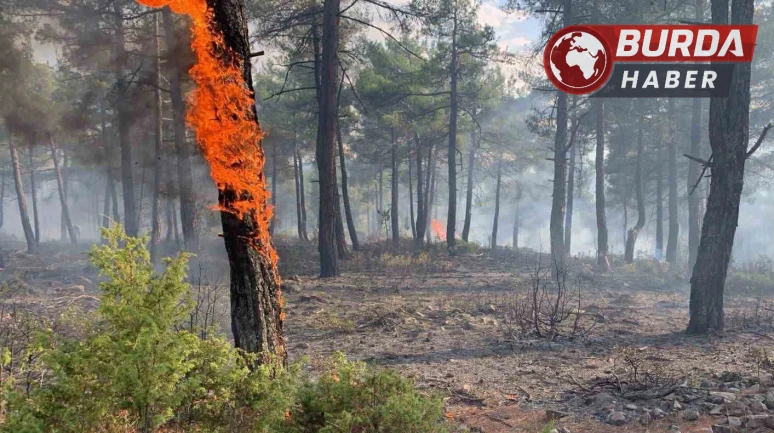 Kütahya’da düşen yıldırım, orman yangınına neden oldu.