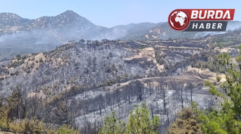 Ot temizlemek isterken ormanı yakan 3 kişi gözaltına alındı
