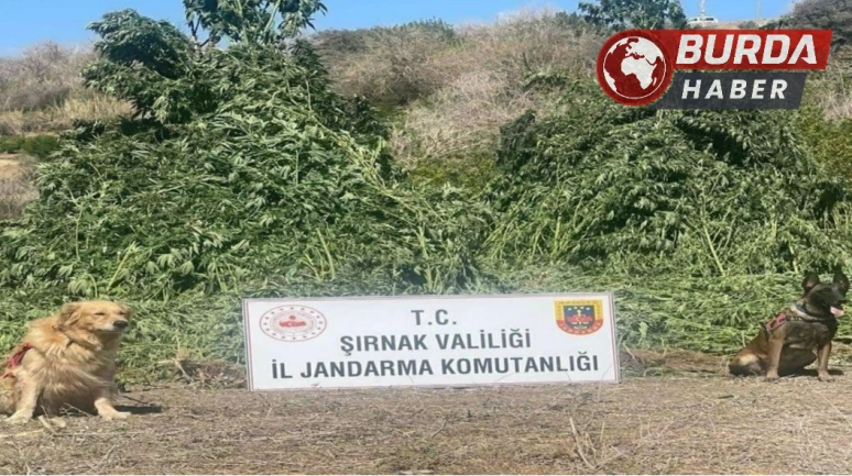 Şırnak’ta 11 milyon liralık kaçakçılık olayı engellendi.