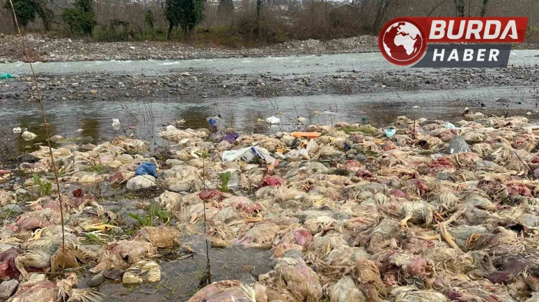 Alaplı'da Çay Yatağında Ölü Tavuklar Bulundu, İnceleme Başlatıldı