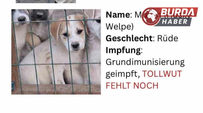 Nevşehir'de Hayvan Barınağından Kaçırılan Köpekler Yurt Dışına Satıldı