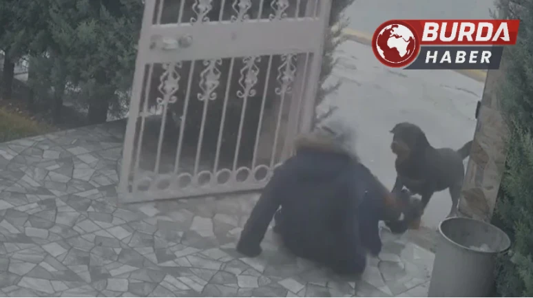 Köpek Saldırısına Uğrayan Kadını Komşusunun Müdahalesi Kurtardı