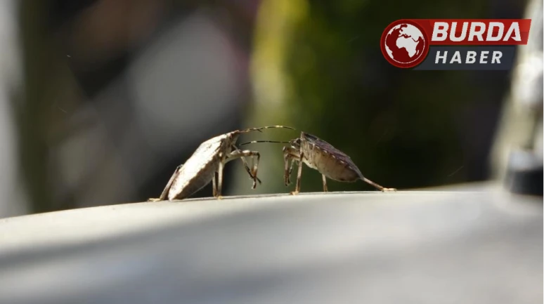 Kahverengi kokarcaya karşı mücadelede zehirli mantarlar devrede