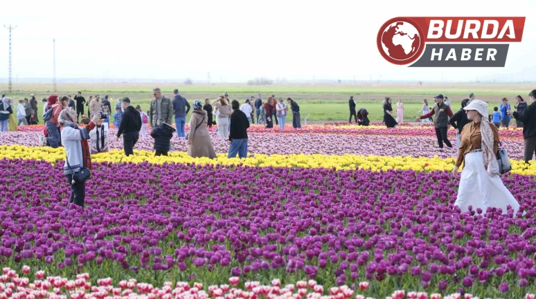 Türkiye’nin en büyük lale tarlasına ziyaretçi akını