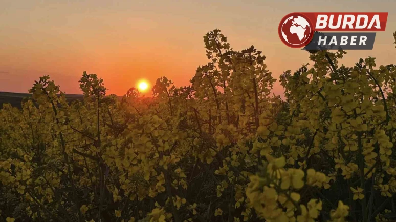Kanola tarlalarında gün batımının büyüleyici manzarası