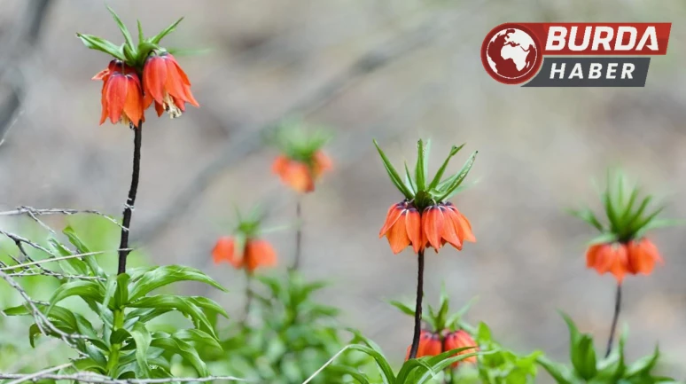 Ağlayan gelinler 5 yıl aradan sonra baharla yeniden buluştu