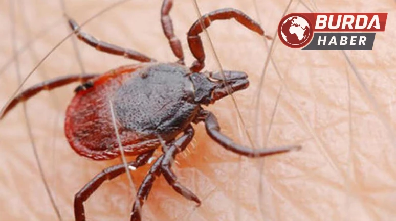 Uzmanlardan ’Kene’ uyarısı: "Vaka sayısı artacak, ölümcül olabiliyor."