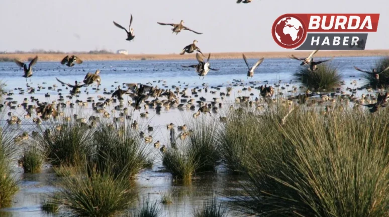 Kızılırmak deltası Kuş Cenneti baharla şenlendi