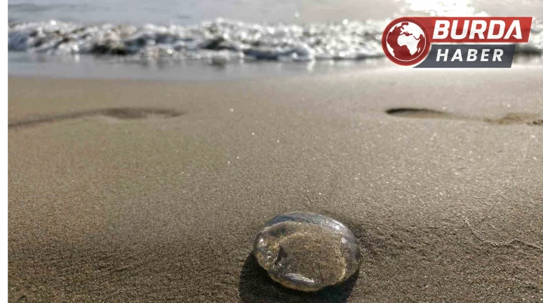 Ege sahillerinde denizanaları kıyıya vurdu