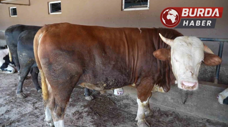 Besi çiftliğinin gözdesi 1 ton 300 kiloluk tosun oldu