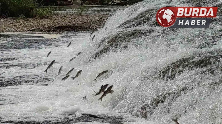 İnci kefallerinin, akarsuya girmesi için ekolojik şartları tamam