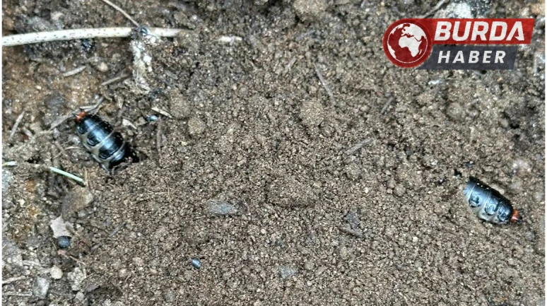 Çam ormanlarında zararlılara karşı biyolojik önlem