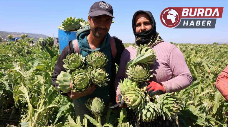 Aydın’da üretiliyor, yurdun dört bir yanına gönderiliyor