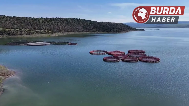 Bozkırdan dünyaya uzanan somon yolculuğu
