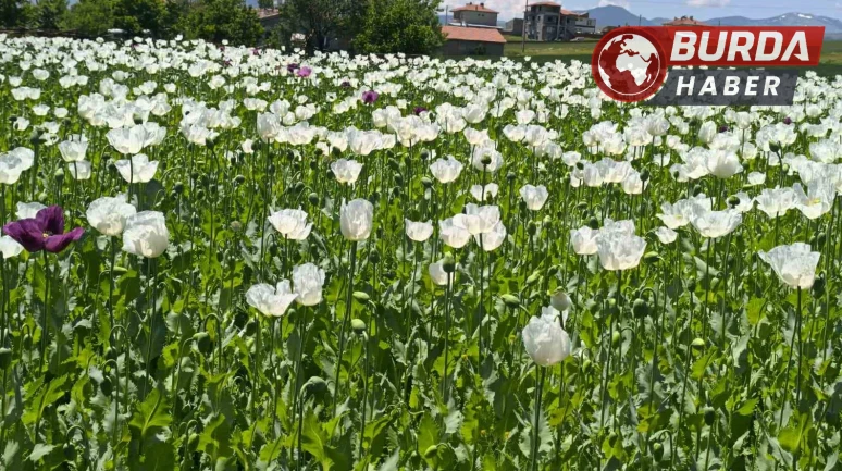 Çiçek açan haşhaş tarlaları görsel bir şölen sunuyor