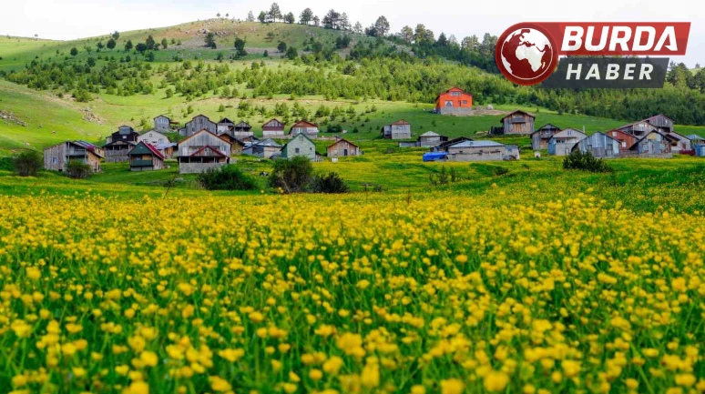 Altınpınar Yaylası ziyaretçilerine eşsiz bir görsel şölen sunuyor