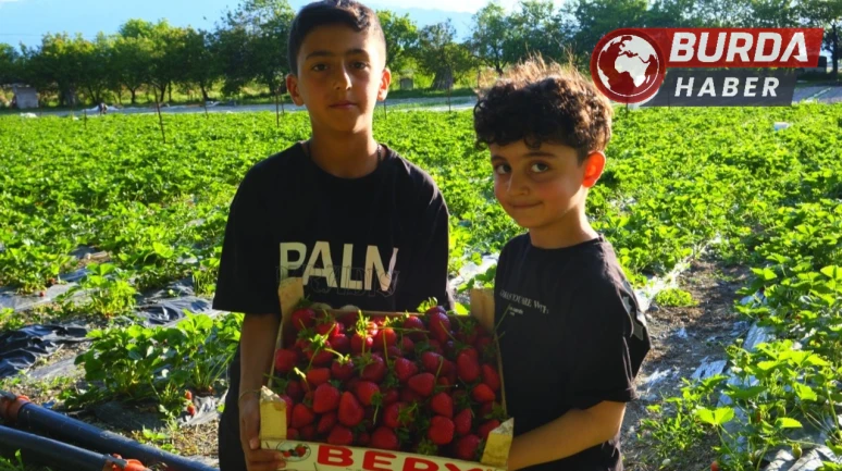 Çilek tarlasında farklı konsept: Doyana kadar ye, topladığını öde
