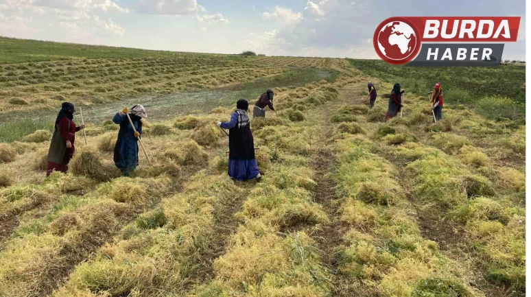 Şanlıurfa’da mercimek tarlalarında hasat heyecanı
