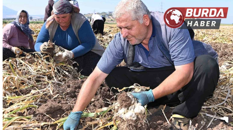 Kahramanmaraş’ta sarımsak hasadı yapıldı