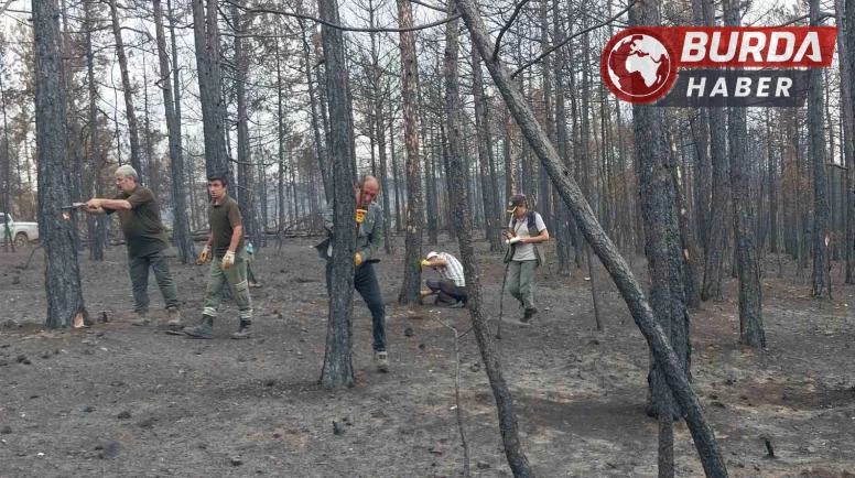 Bursa’da yanan ağaçları havadan ve karadan tek tek saydılar.