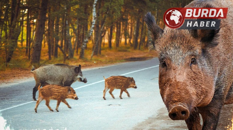 Batman’da domuz yayaya çarpıp yaraladı, trafiğin altını üstüne getirdi