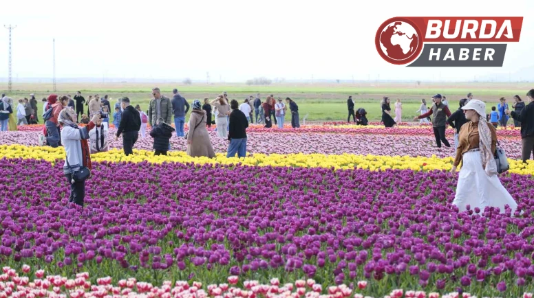 Türkiye’nin en büyük lale tarlasına ziyaretçi akını