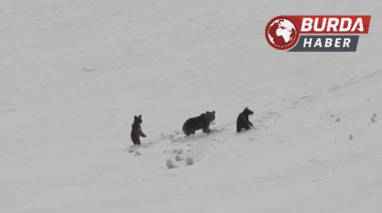 Munzur Dağı’nda anne ayı ve yavruları doğada görüntülendi