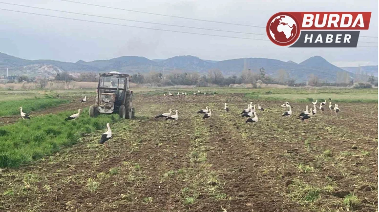 Çiftçinin mesai arkadaşları iş başında