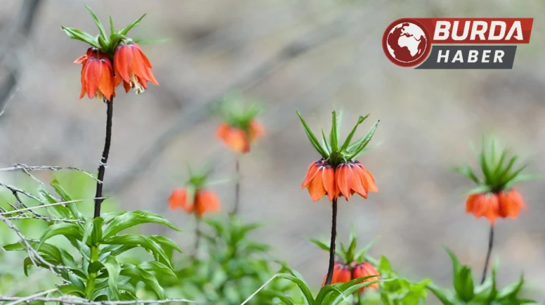 Ağlayan gelinler 5 yıl aradan sonra baharla yeniden buluştu