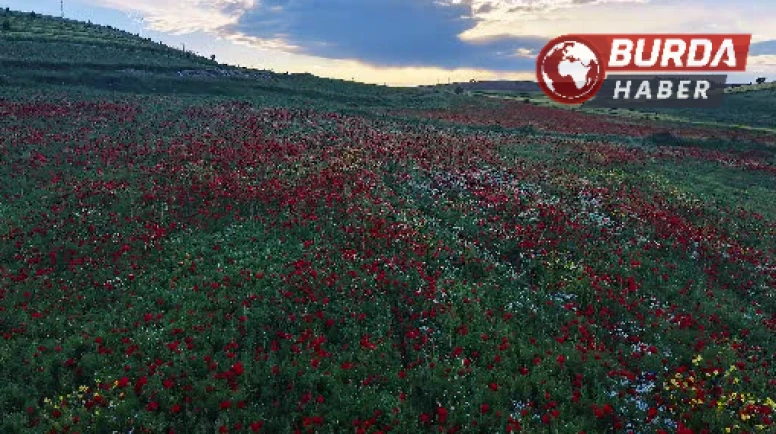 Mercimek tarlalarında renk cümbüşü kartpostallık görüntü oluşturdu