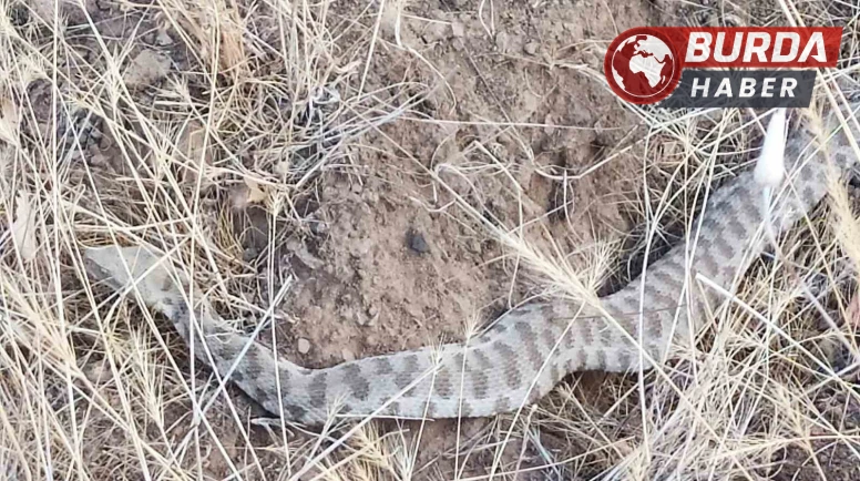 Engerek Elazığ’da ortaya çıktı: Bir ısırığı insanı öldürmeye yeter