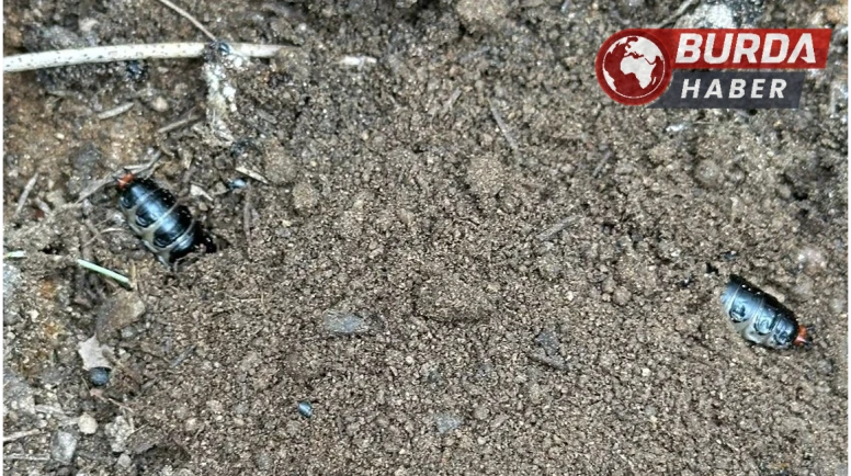 Çam ormanlarında zararlılara karşı biyolojik önlem
