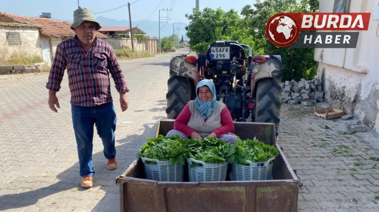 Üzüm hasadı öncesi yaprak kazandırdı