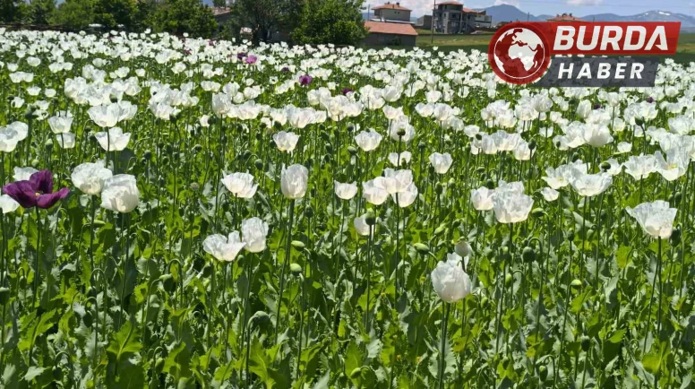 Çiçek açan haşhaş tarlaları görsel bir şölen sunuyor