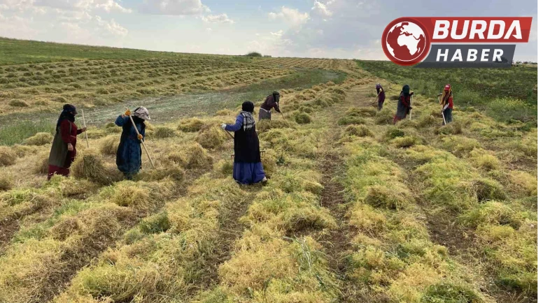 Şanlıurfa’da mercimek tarlalarında hasat heyecanı
