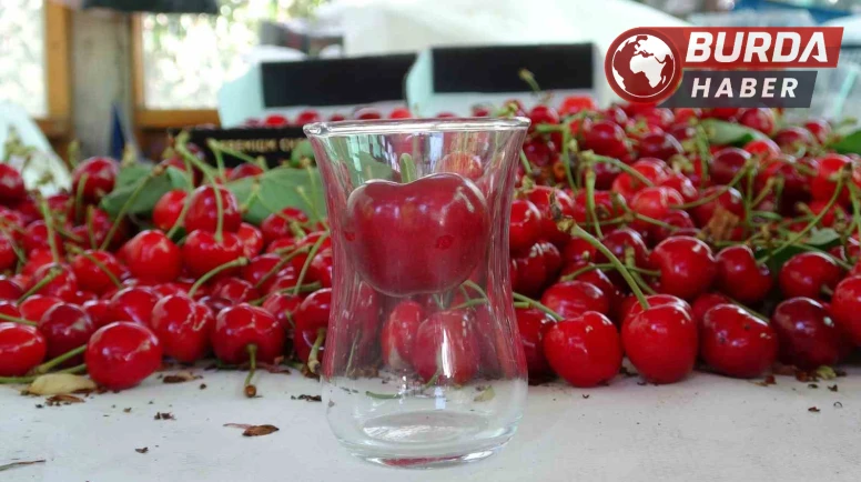 Çay bardağına sığmayan Lapseki kirazında hasat başladı